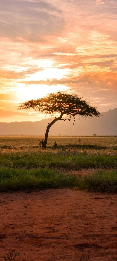 Afrique<br> du Sud