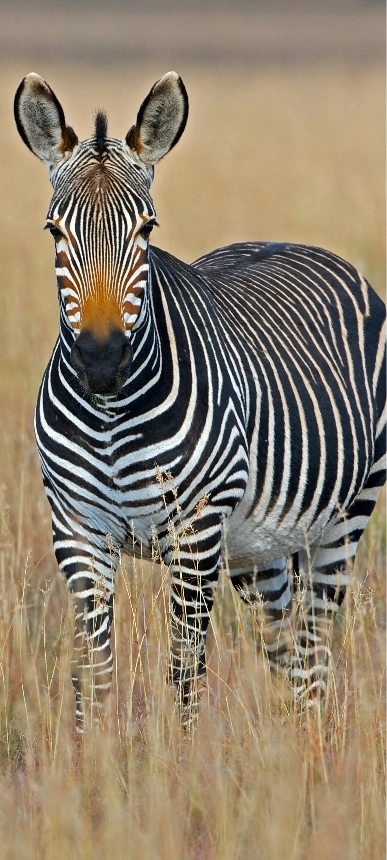 Botswana
