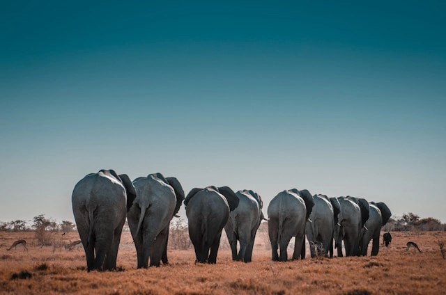 Mancala Travel thanks to sergi-ferrete-YXwt-vJ3szA-unsplash