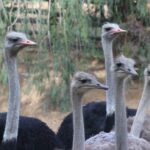 Afrique du Sud en famille