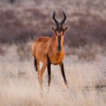 Voyager hors des sentiers battus en Afrique du Sud