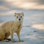 Voyager hors des sentiers battus en Afrique du Sud