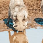 Afrique du Sud en famille