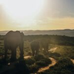 Afrique du Sud en famille