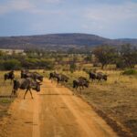 Voyager hors des sentiers battus en Afrique du Sud