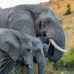 Partir avec des ados en Afrique du Sud